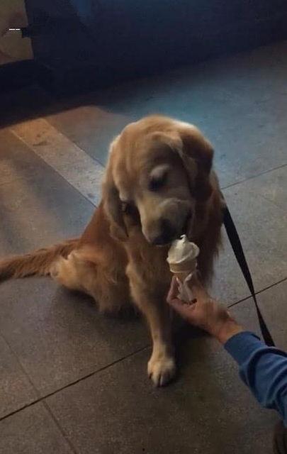 平安大爷爆料金毛视频,金毛犬视频背后的惊人真相  第3张